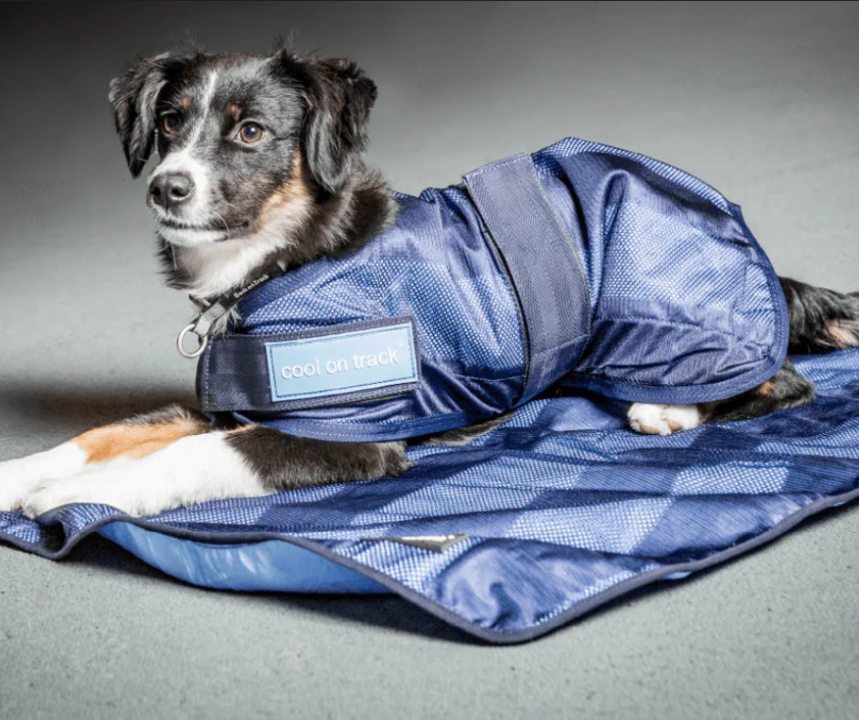 Cool on Track® - Hightech-Material für kühlende Produkte deines Hundes
