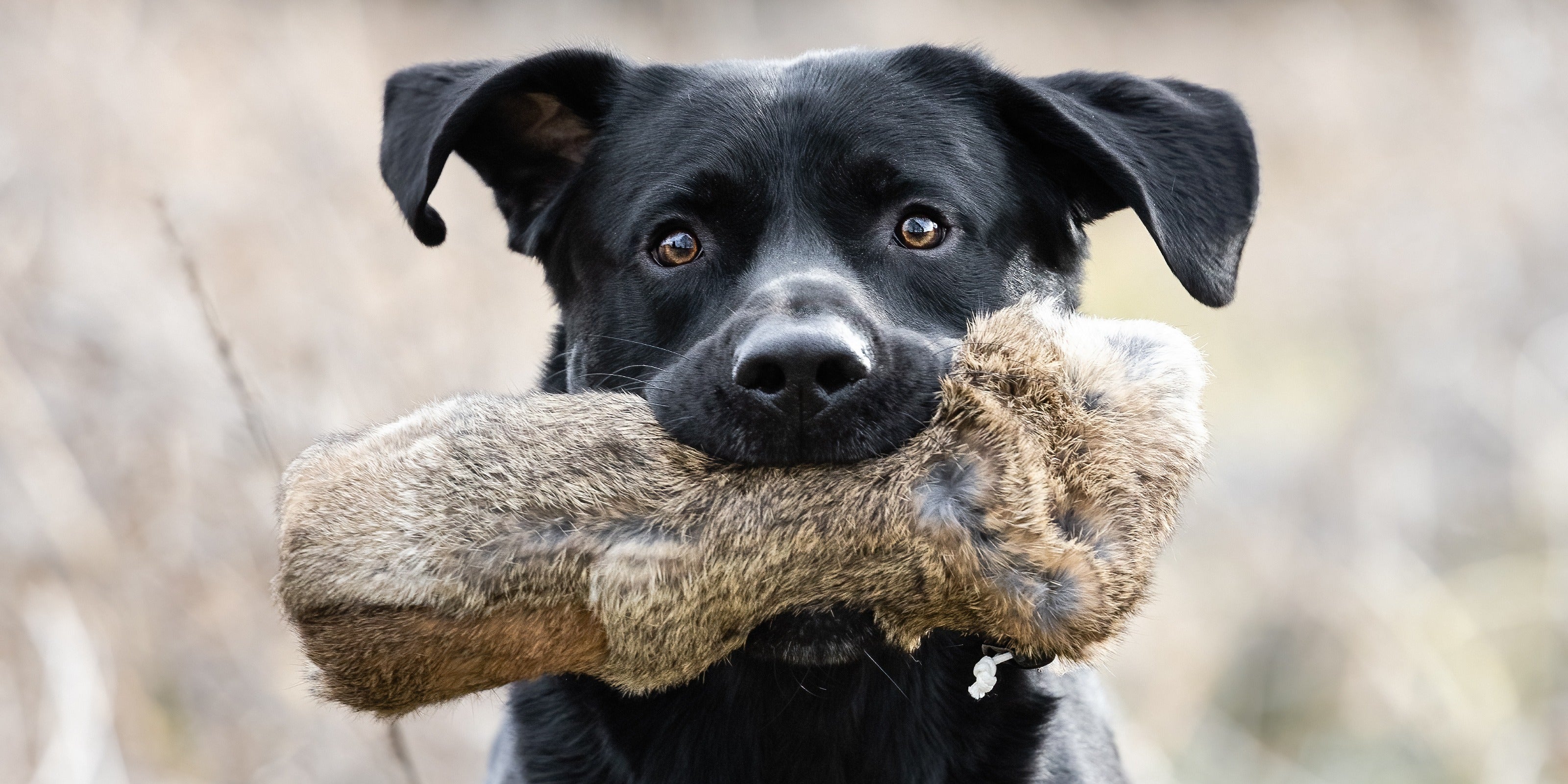 Dog & Field Dummy Varianten mit echtem Kaninchenfell