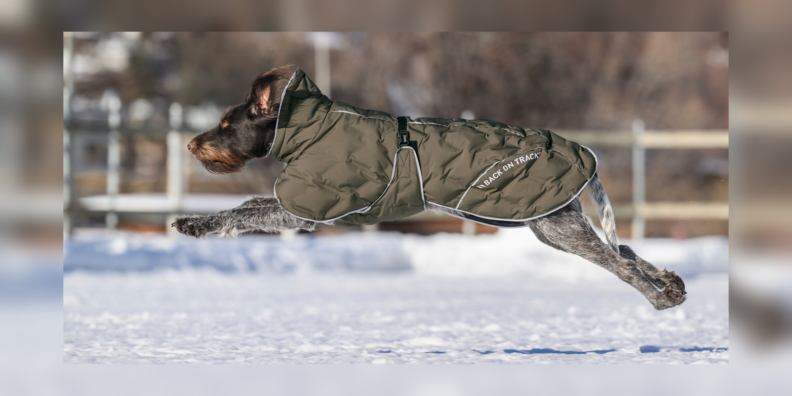 Hund im olivfarbenen Back on Track Wintermantel springt durch den Schnee