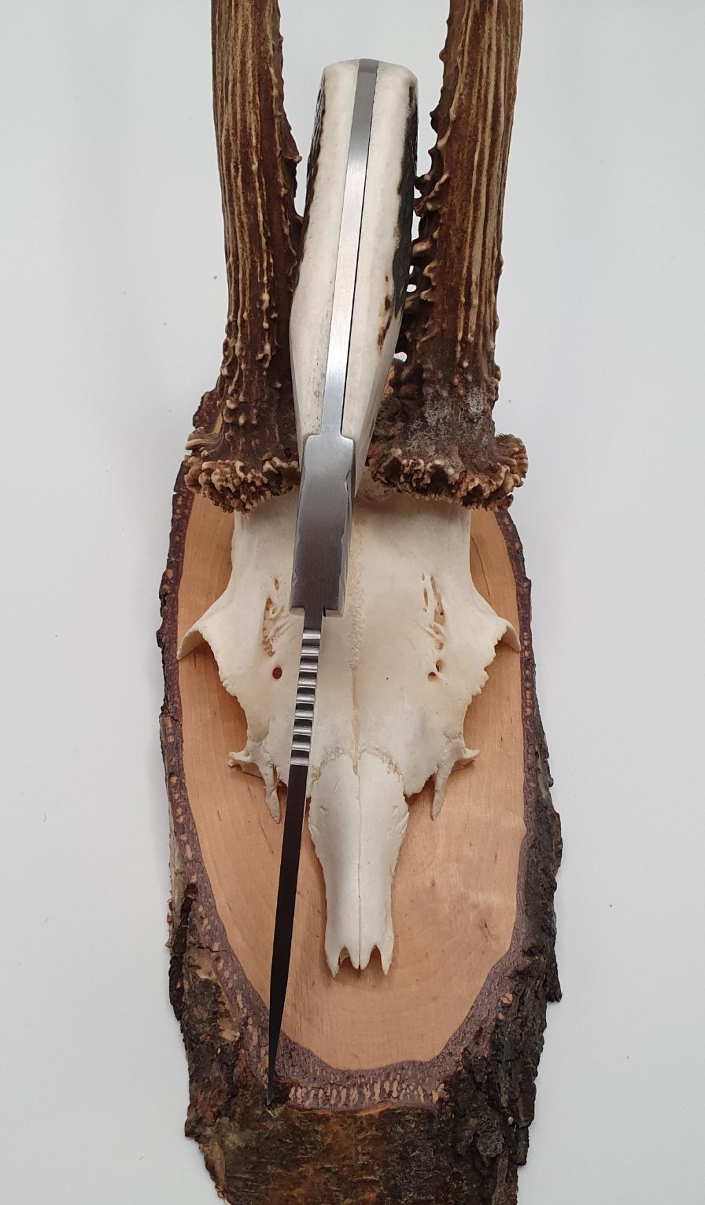 Hochwertiges Allrounder Jagdmesser Voll-Erl, Mova Stahl mit Hirschhorngriff