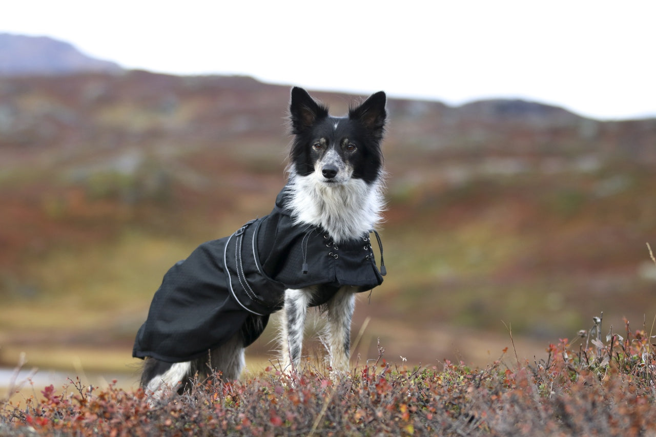 Allwetter Hundemantel - Regenmantel - ungefüttert Back on Track