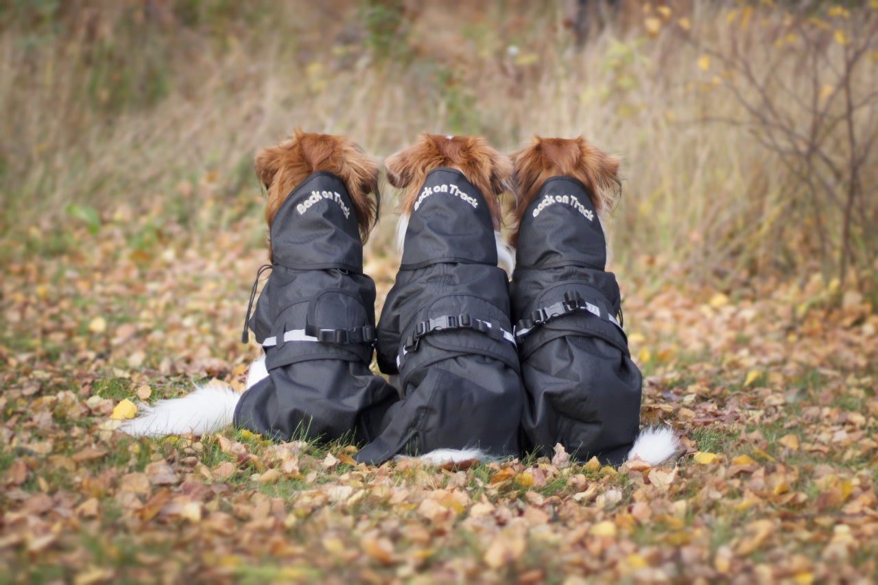 Allwetter Hundemantel - Regenmantel - ungefüttert Back on Track