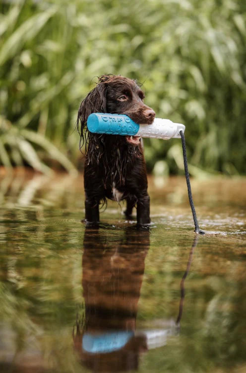 Wasserdummy "B-LINE BUMPER" von Dog & Field - auch fürs Land