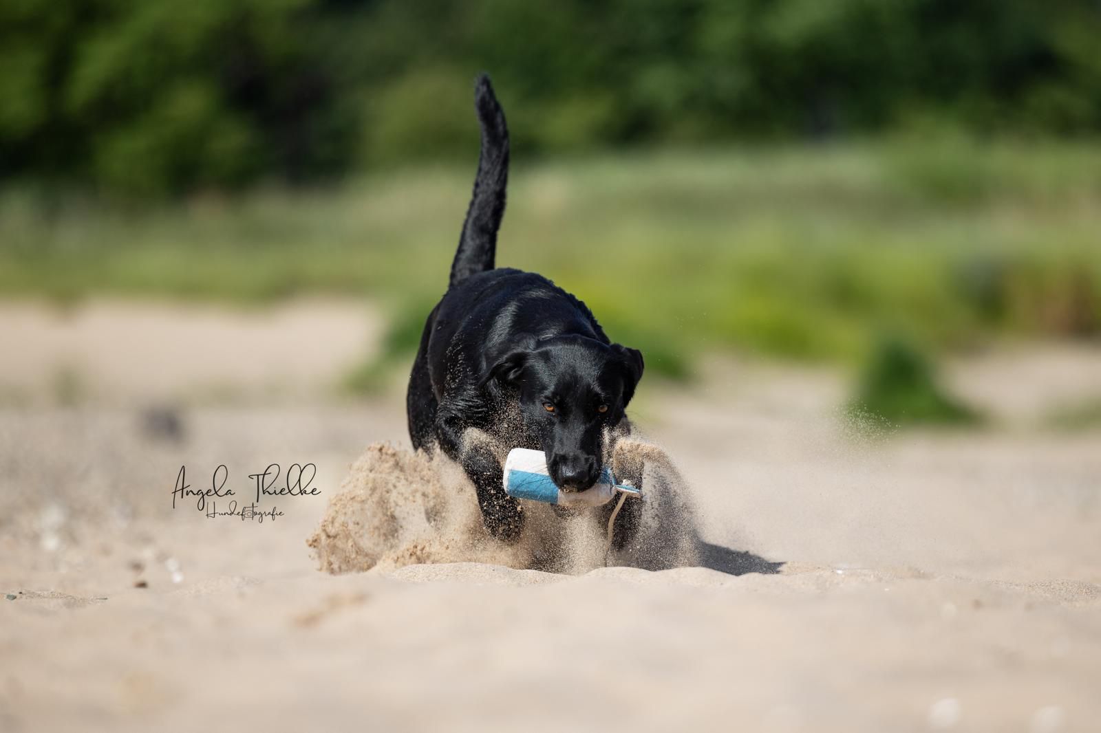 Speedy Flinger Dummy von Dog & Field weiß/blau Schachbrettmuster