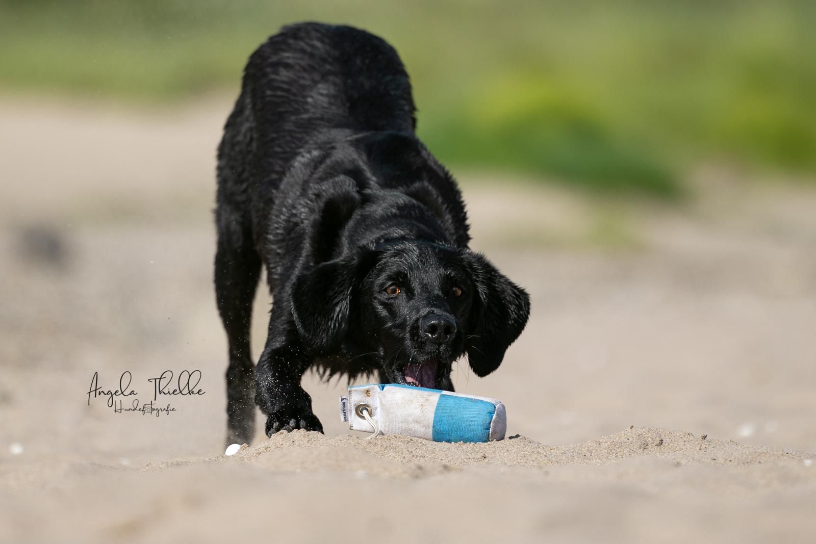 Speedy Flinger Dummy von Dog & Field weiß/blau Schachbrettmuster