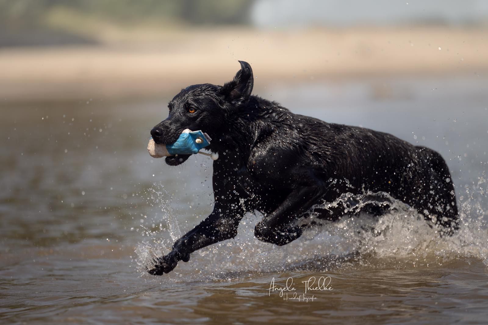 Speedy Flinger Dummy von Dog & Field weiß/blau Schachbrettmuster