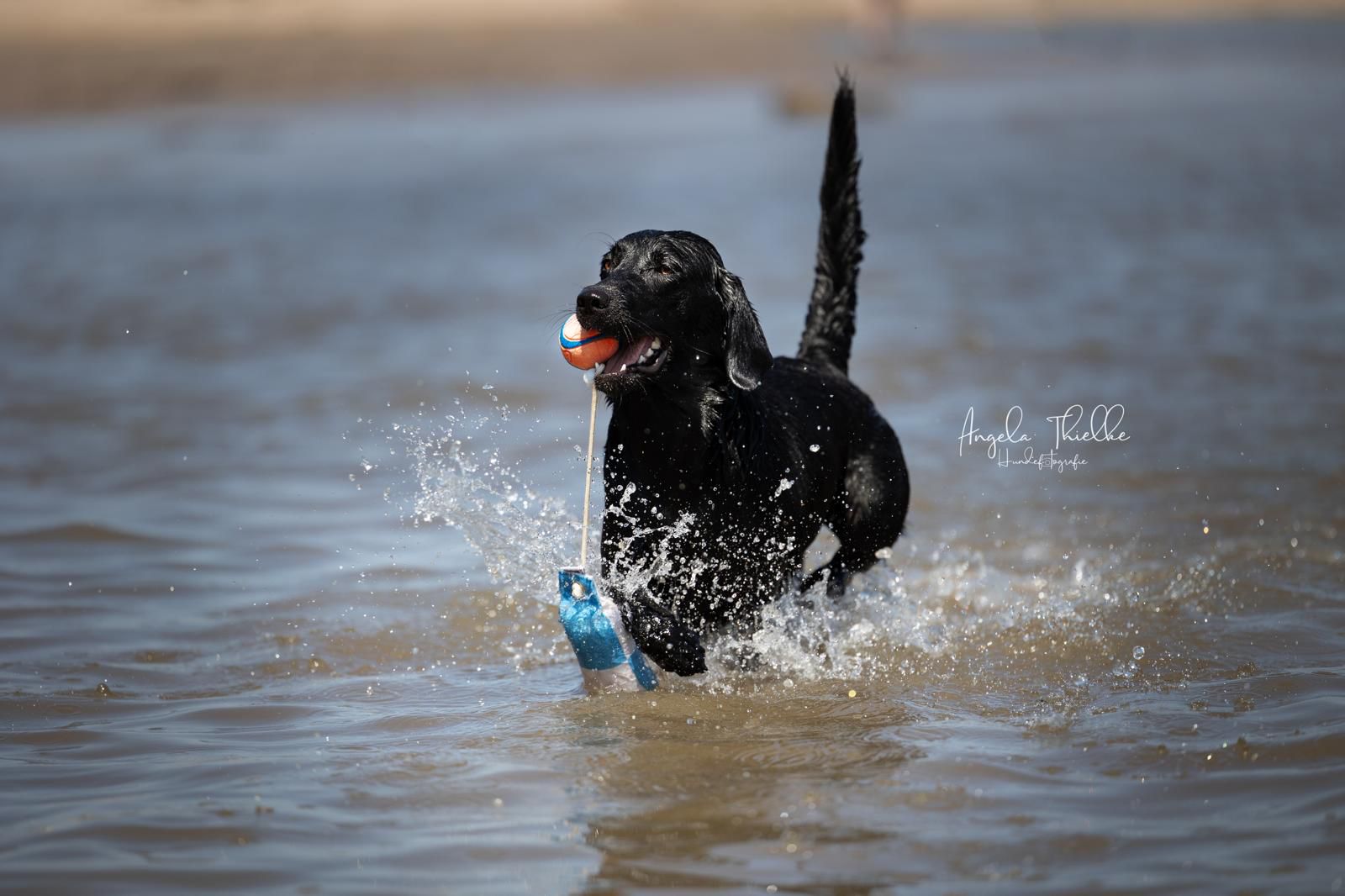 Speedy Flinger Dummy von Dog & Field weiß/blau Schachbrettmuster