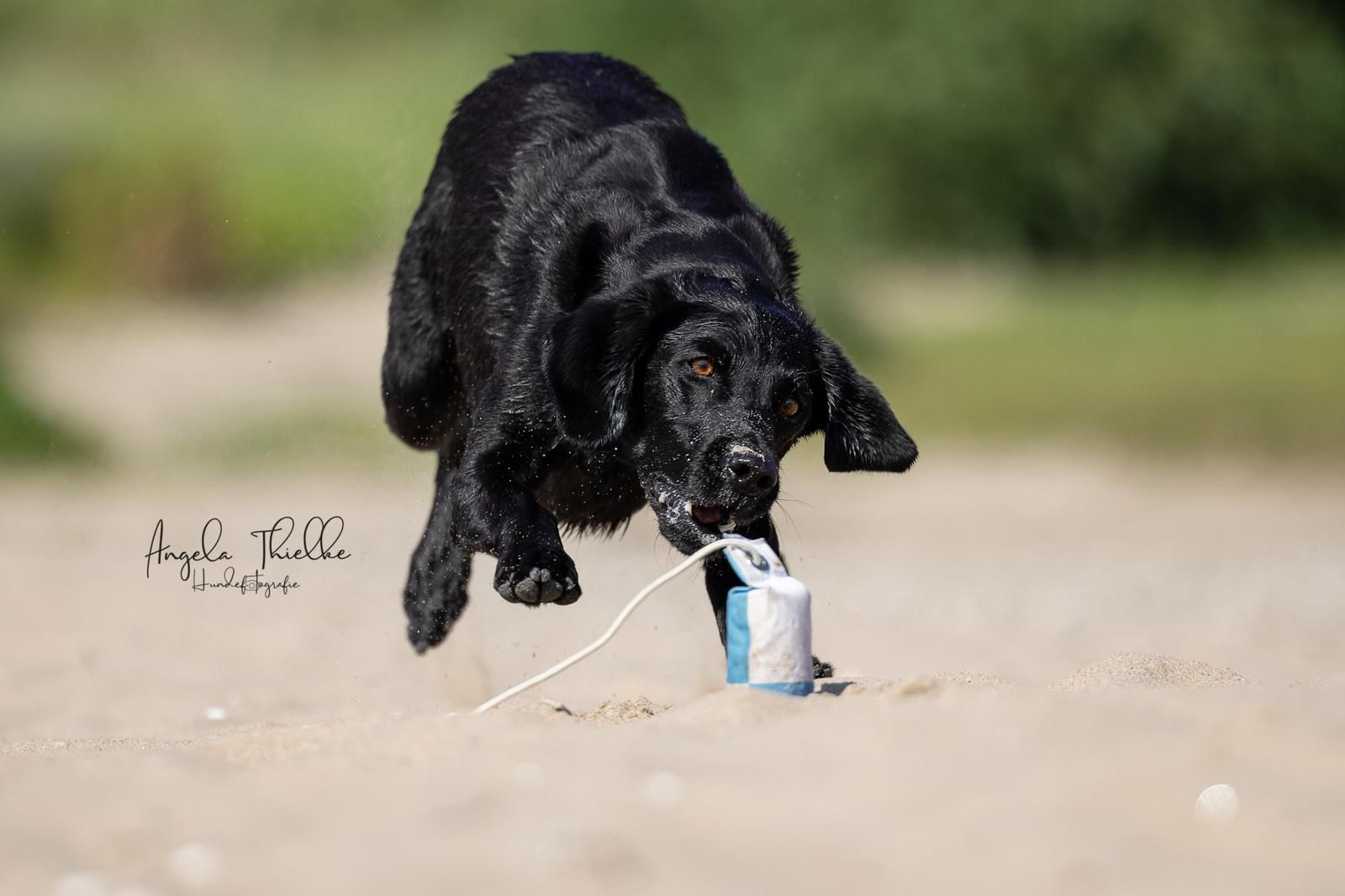 Speedy Flinger Dummy von Dog & Field weiß/blau Schachbrettmuster