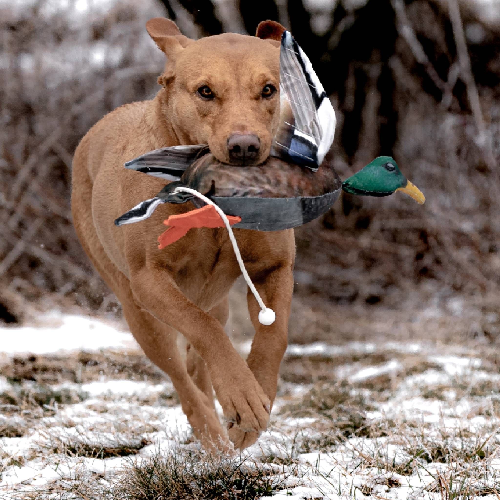 DOG&FIELD "dead bird" Vogelattrappe STOCKENTE
