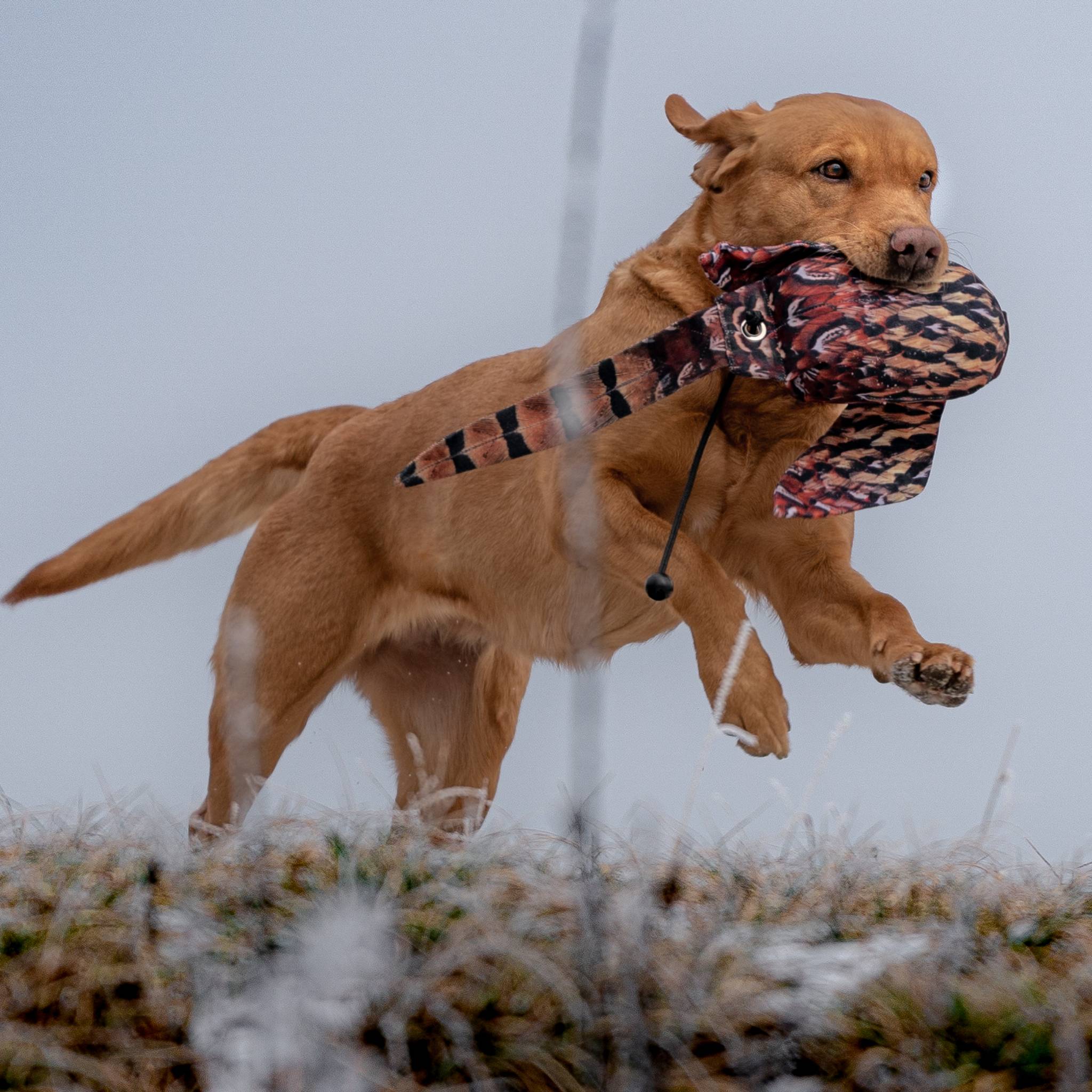 Dog & Field "dead bird" Vogelattrappe FASAN HAHN