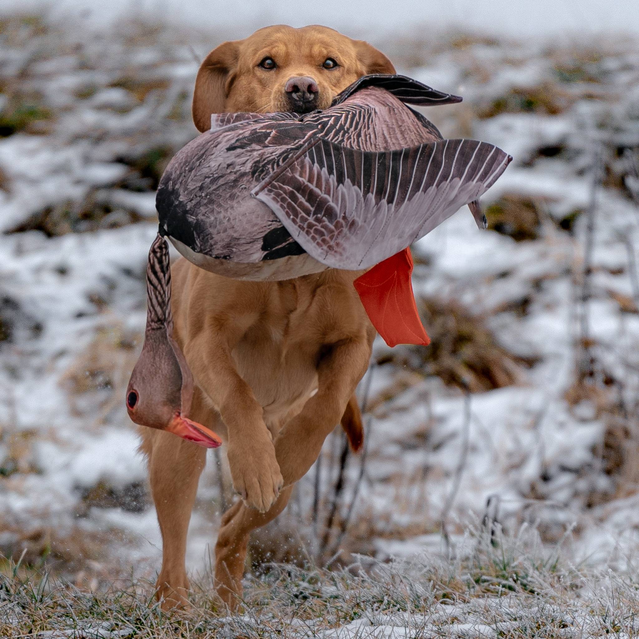 DOG&FIELD "dead bird" Vogelattrappe GRAUGANS