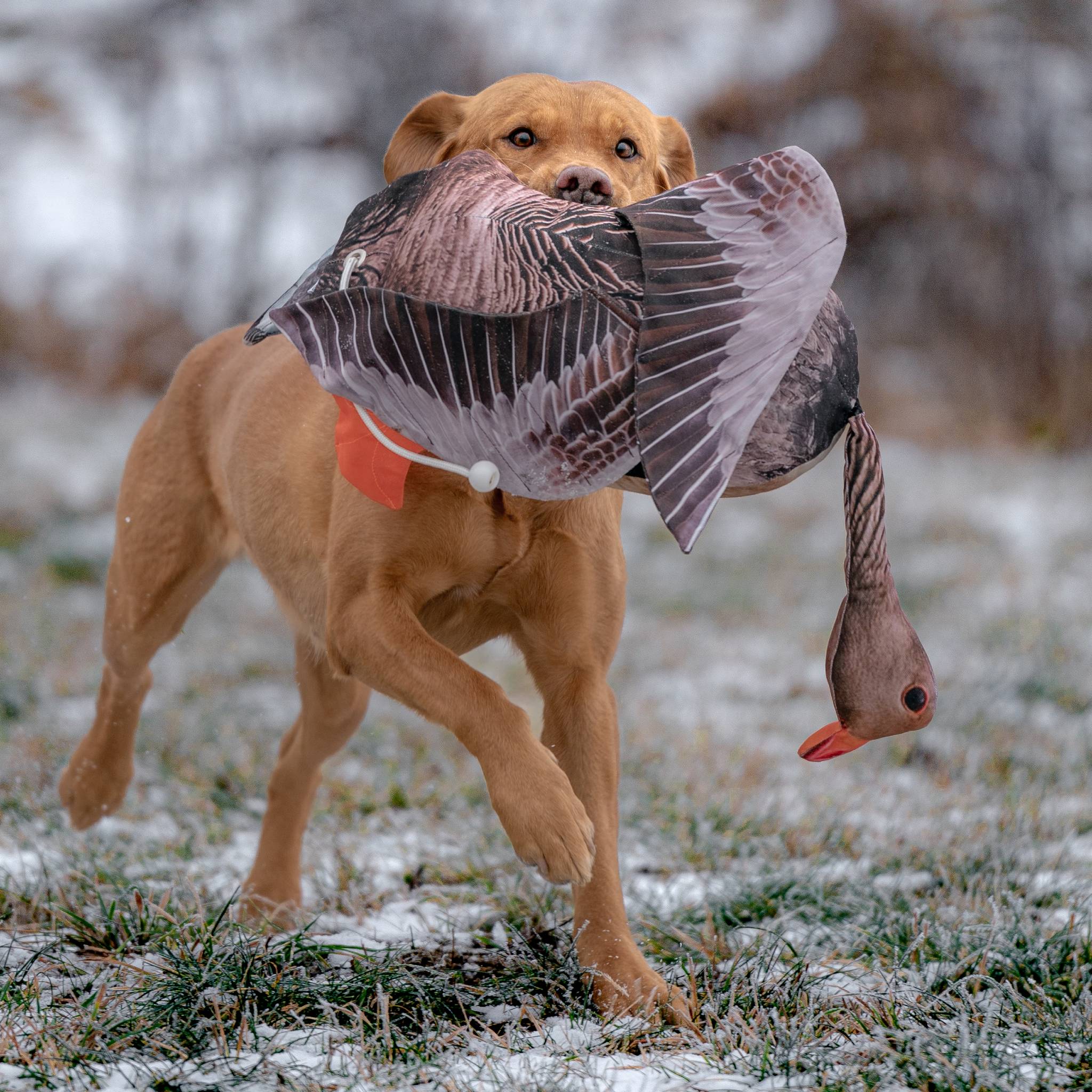 DOG&FIELD "dead bird" Vogelattrappe GRAUGANS