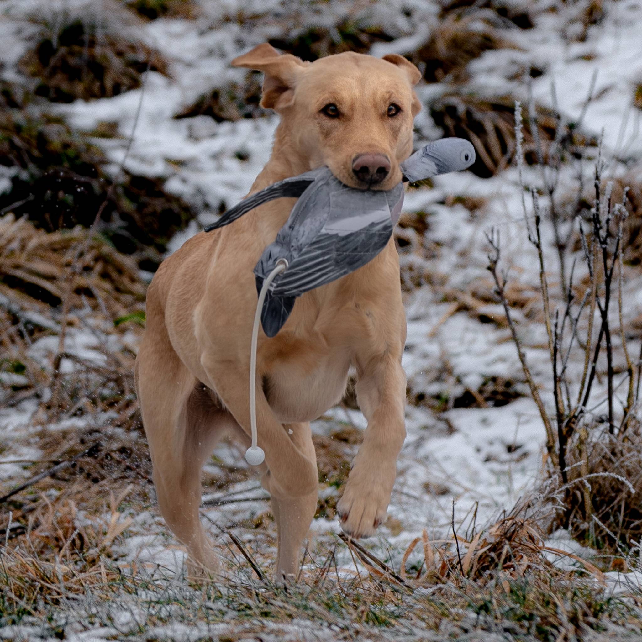 DOG&FIELD "dead birds" Vogelattrappe TAUBE
