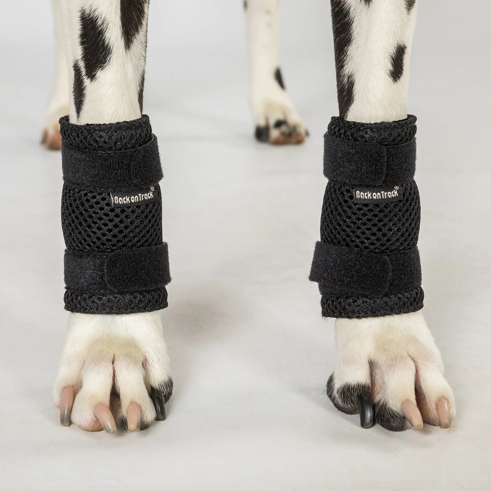 Hundegelenkschoner "Milo"
