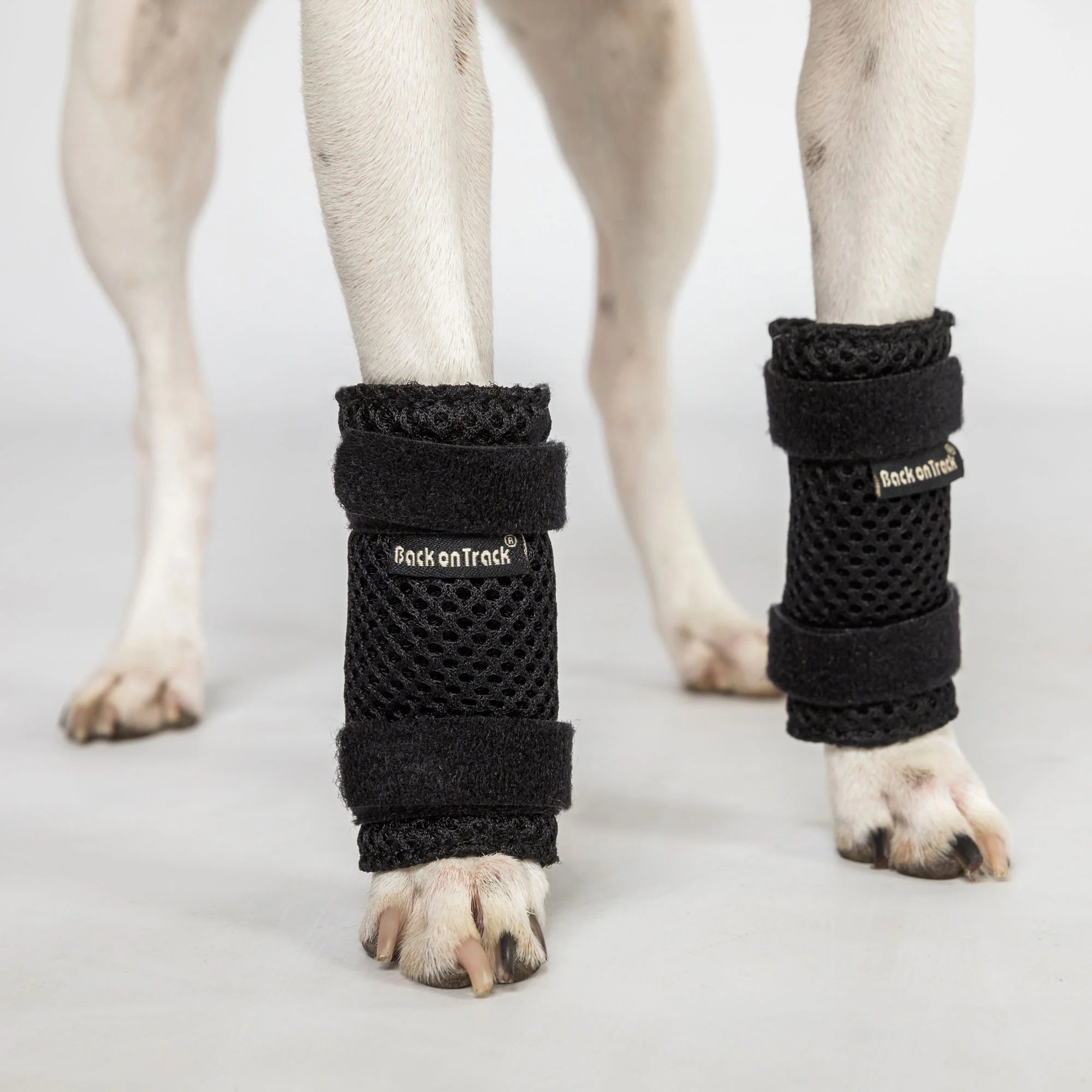 Hundegelenkschoner "Milo"