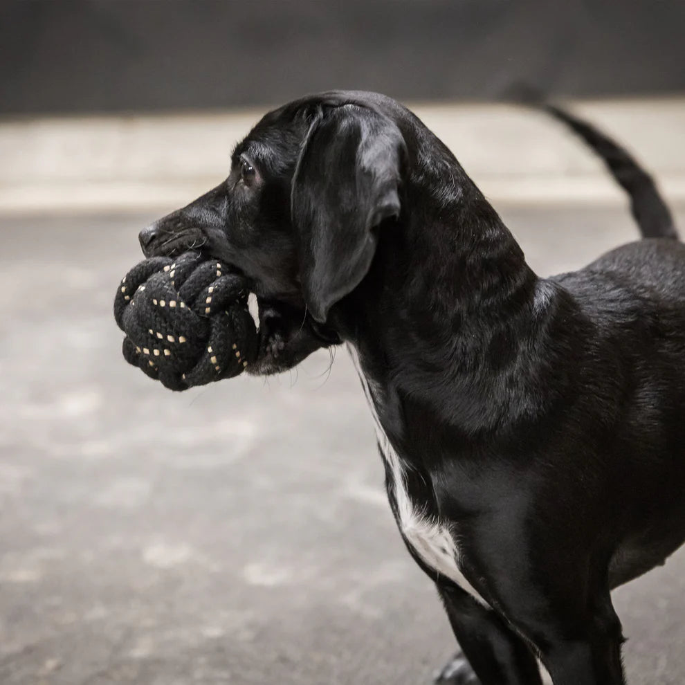 Hundespielzeuge von Back on Track aus robustem Kordelseil