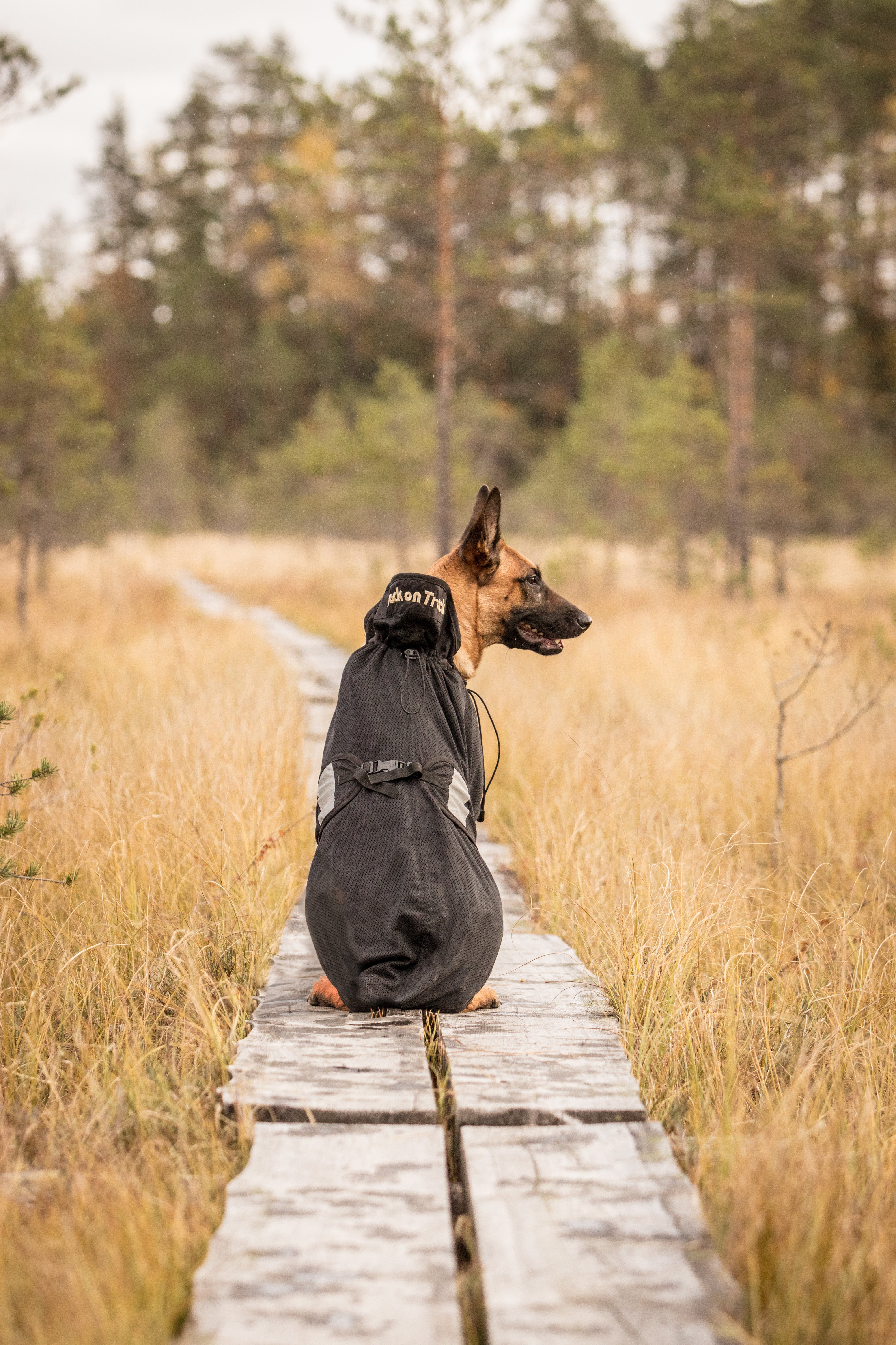 Hundemantel - Netzmantel: Der luftig, leichter Allrounder-Hundemantel