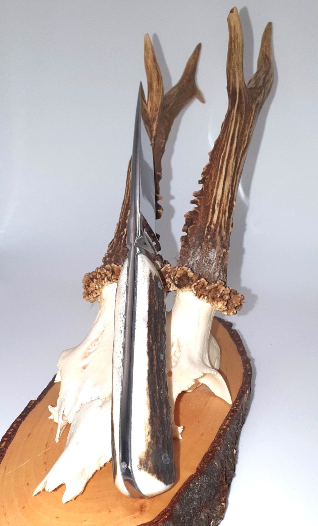 Jagdmesser / Bayrischer Nicker 11 cm Klinge rostfreier 1.4116 Stahl Hirschhorngriff