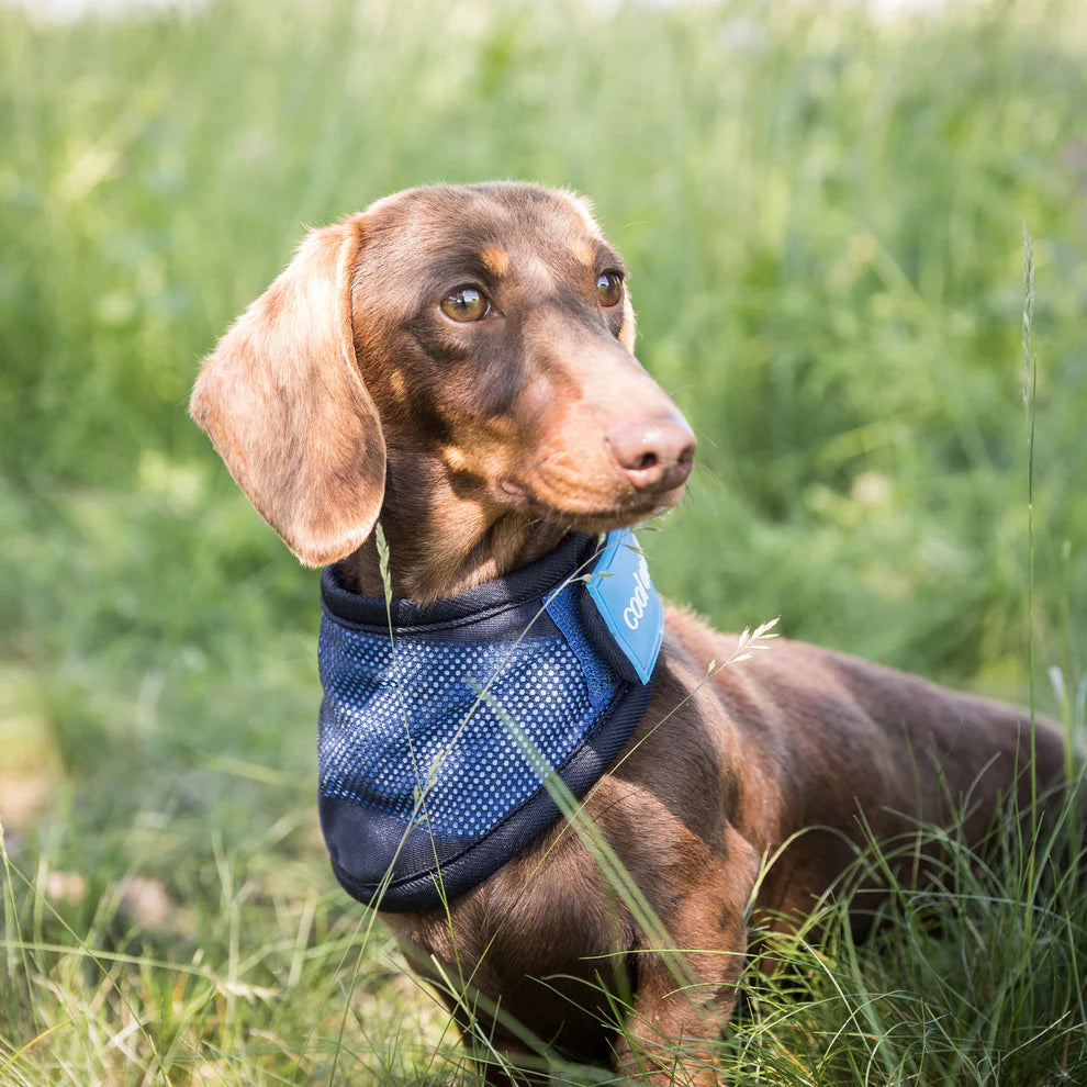 Cool on Track®️ Kühl-Bandana von Back on Track