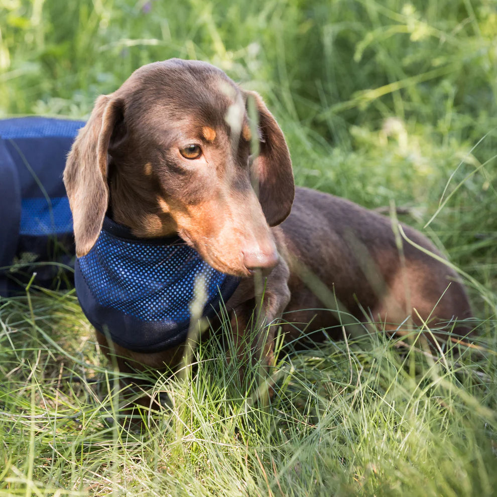 Cool on Track®️ Kühl-Bandana von Back on Track