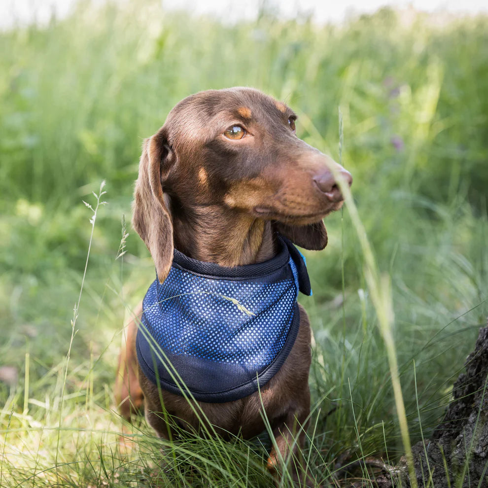 Cool on Track®️ Kühl-Bandana von Back on Track