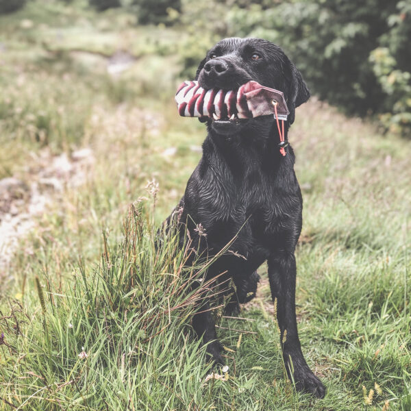 Dog&Field Rebhuhn Spar-Paket