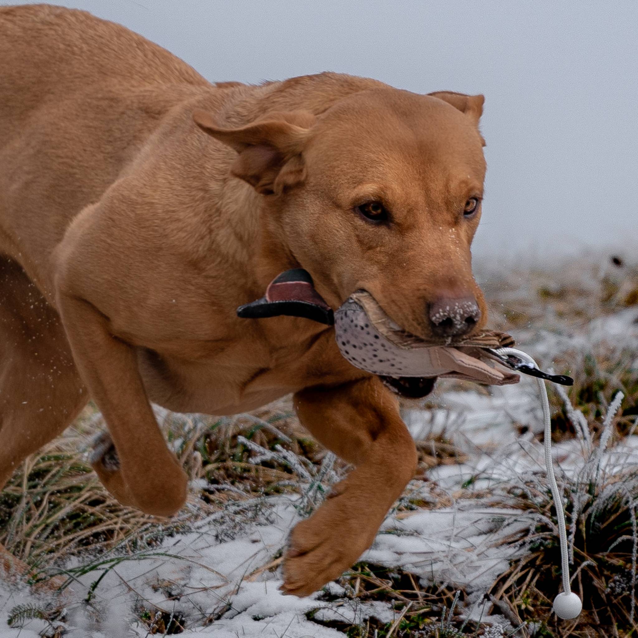 DOG&FIELD "dead bird" Vogelattrappe KRICKENTE