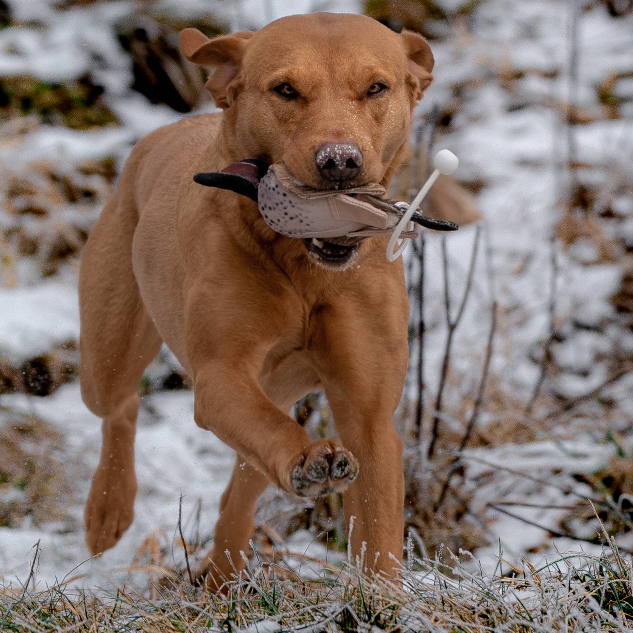 DOG&FIELD "dead bird" Vogelattrappe KRICKENTE