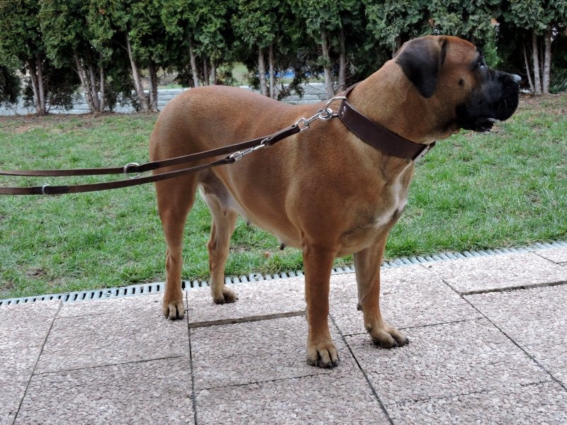 Luxuriöse Umhängeleine aus geöltem Rindsleder genäht 240 cm lang und 1,8 cm breit in vier Farben