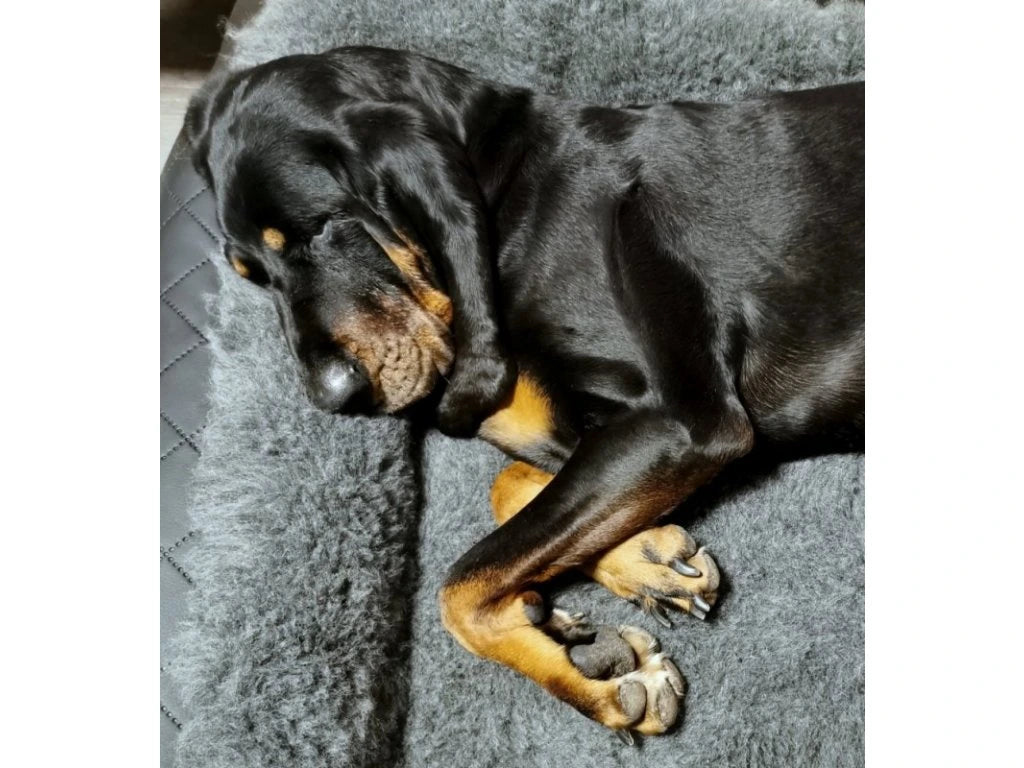 VET-BED Premium - DRY-BED * VET-BED aus England