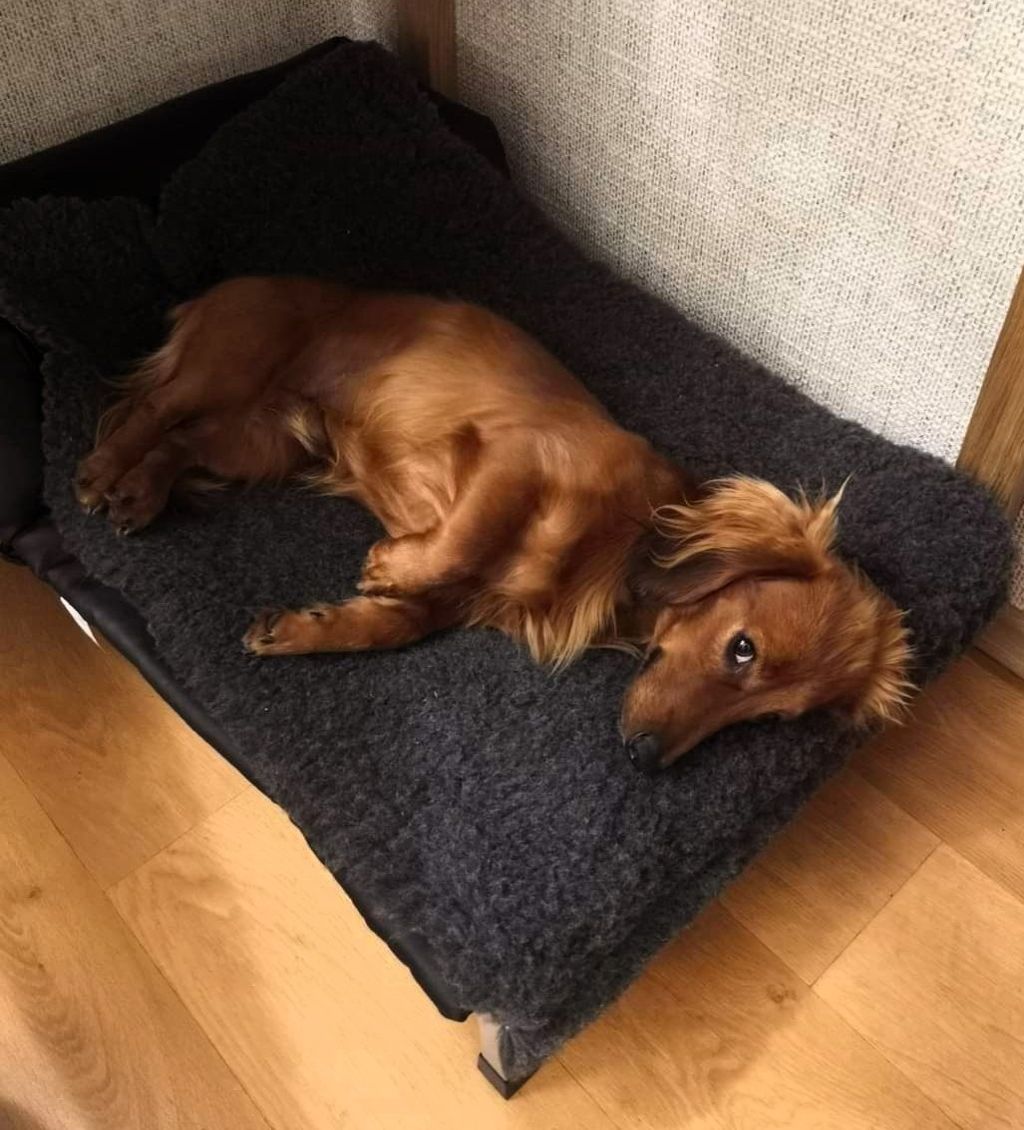 VET-BED Merino 50/50 - DRY-BED * VET-BED aus England mit Anti-Rutsch-Rückseite