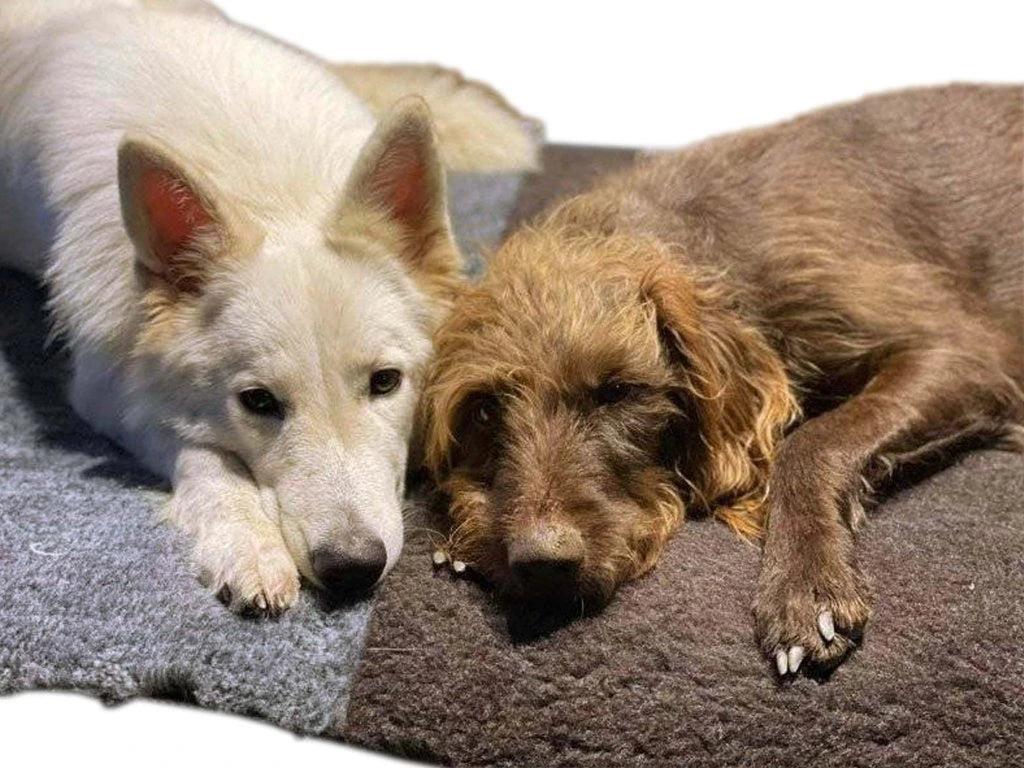 VET-BED Merino 50/50 - DRY-BED * VET-BED aus England mit Anti-Rutsch-Rückseite