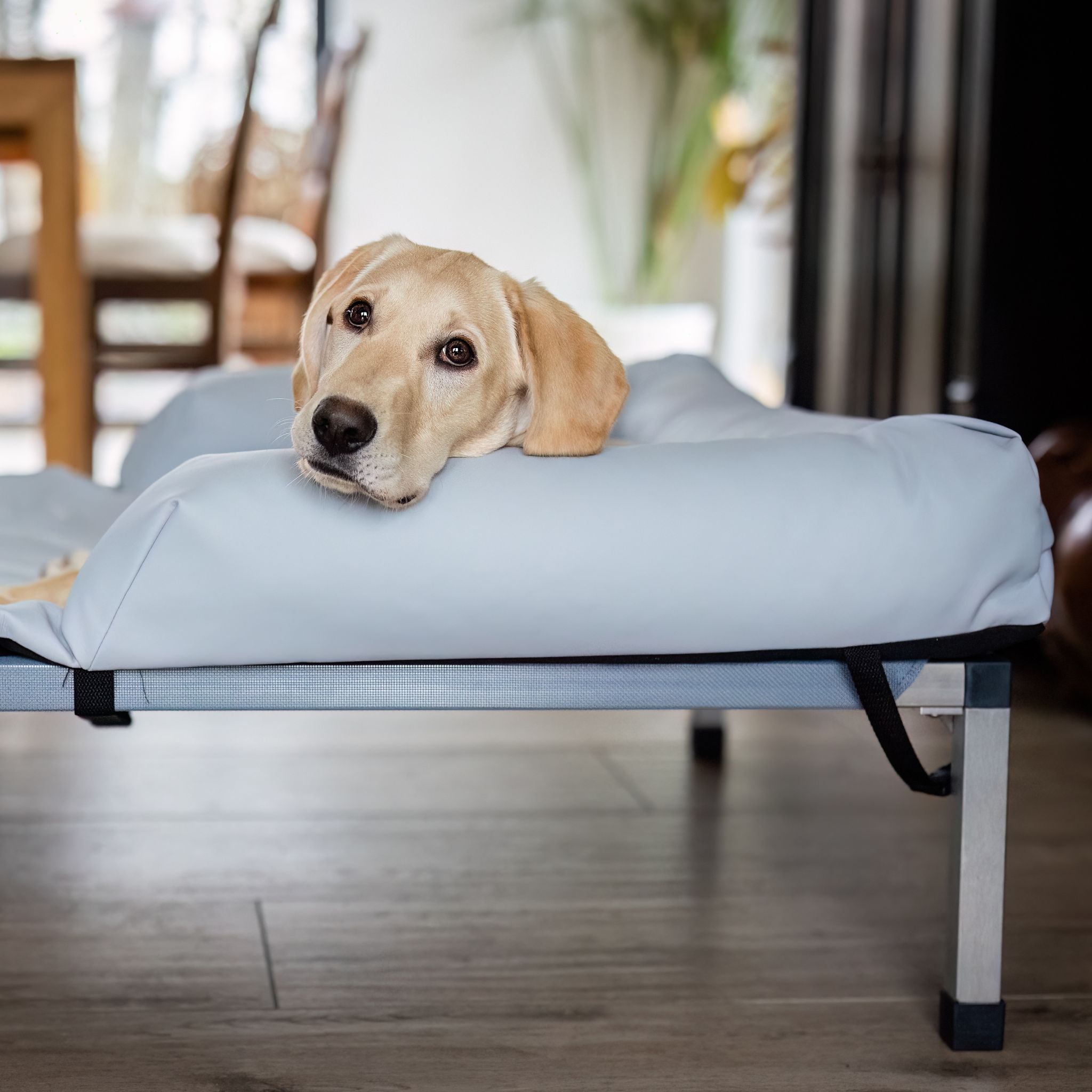 Hundeliege ANADI Massiv Größe XL, XXL, XXXL - Luxusliege für Hunderassen über 60 kg - 10 Jahren Garantie!*