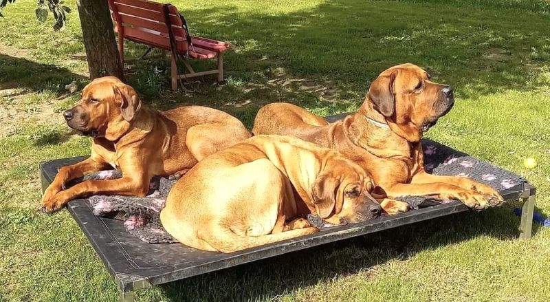 Hundeliege ANADI Klassik Größe M, L, XL. Das Luxus-Hundebett mit Edelstahlgestell für Hunderassen bis 60 kg