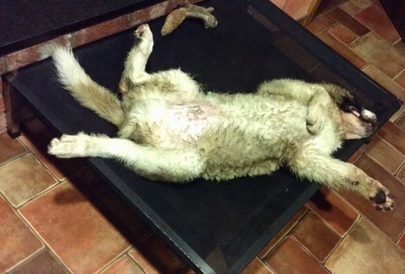 Hundeliege ANADI Klassik Größe M, L, XL. Das Luxus-Hundebett mit Edelstahlgestell für Hunderassen bis 60 kg