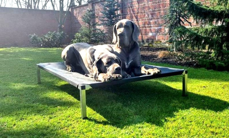 Hundeliege ANADI Klassik Größe M, L, XL. Das Luxus-Hundebett mit Edelstahlgestell für Hunderassen bis 60 kg