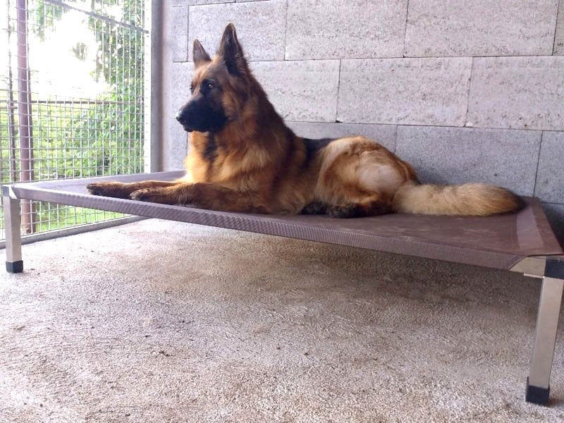 Hundeliege ANADI Klassik Größe M, L, XL. Das Luxus-Hundebett mit Edelstahlgestell für Hunderassen bis 60 kg