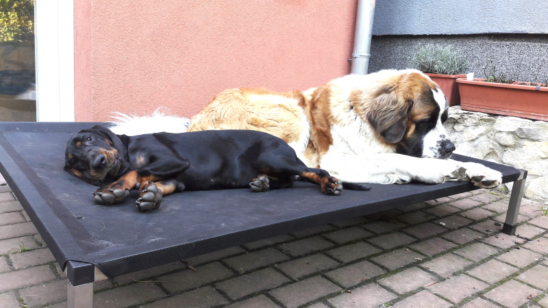 Hundeliege ANADI Klassik Größe M, L, XL. Das Luxus-Hundebett mit Edelstahlgestell für Hunderassen bis 60 kg