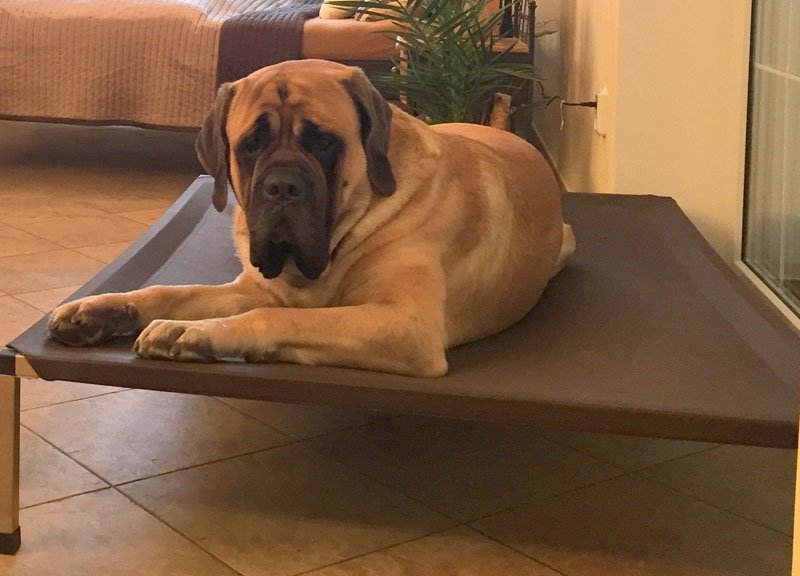 Hundeliege ANADI Massiv Größe XL, XXL, XXXL - Luxusliege für Hunderassen über 60 kg - 10 Jahren Garantie!*