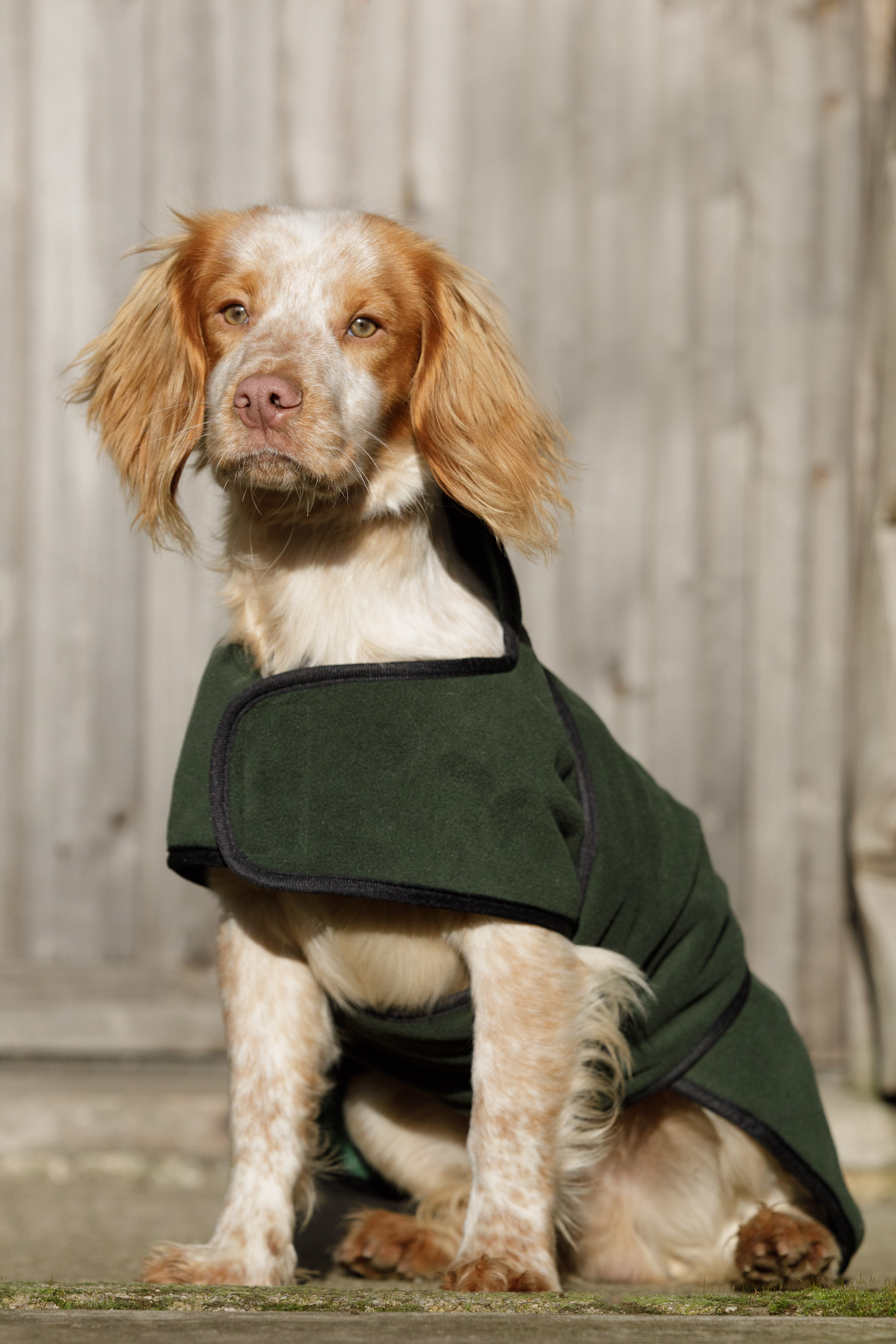 2in1 Wasserdichter Hundemantel zum Trocknen und/oder Aufwärmen von dog & field Größe XS bis XXL