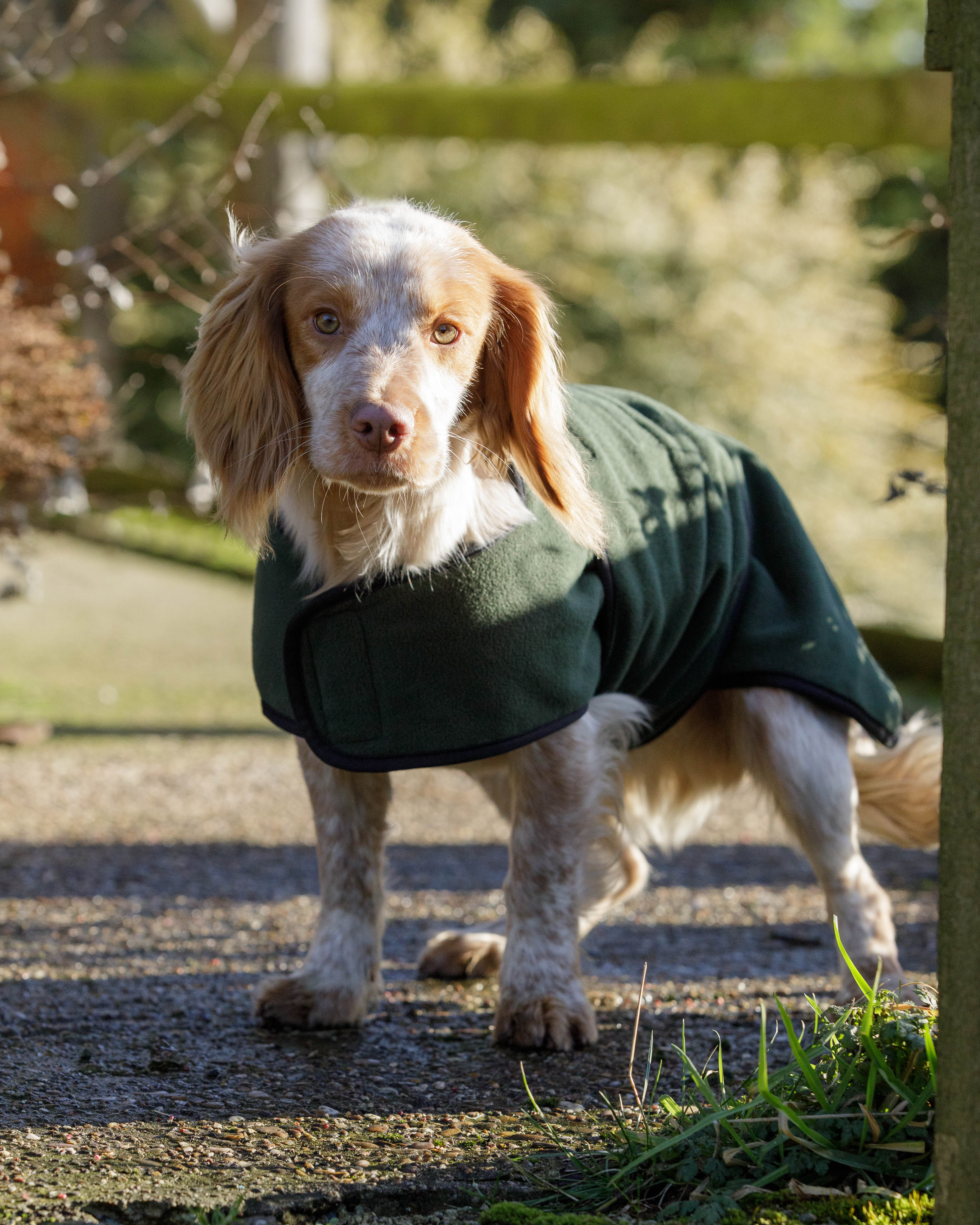 2in1 Wasserdichter Hundemantel zum Trocknen und/oder Aufwärmen von dog & field Größe XS bis XXL