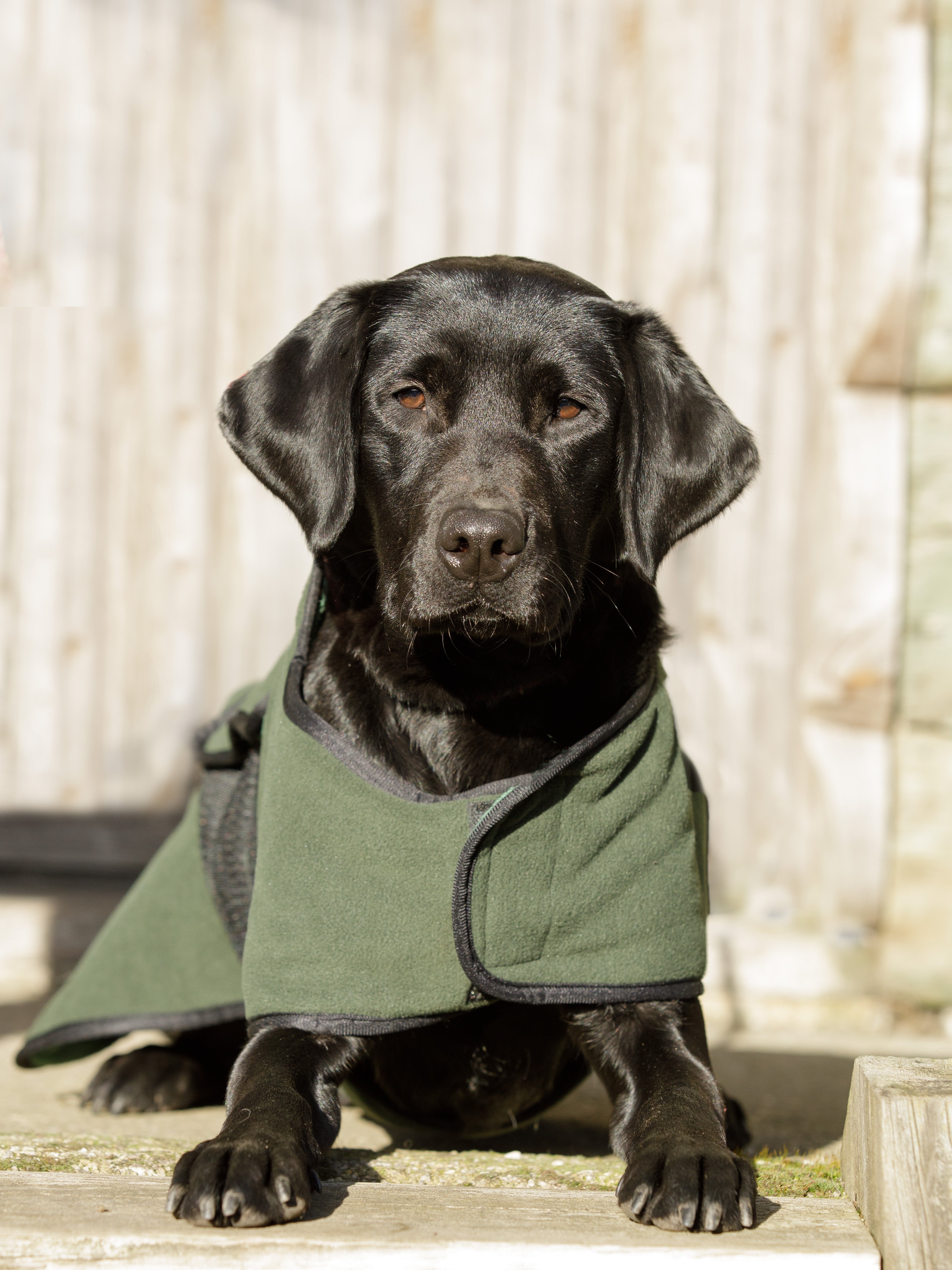 2in1 Wasserdichter Hundemantel zum Trocknen und/oder Aufwärmen von dog & field Größe XS bis XXL