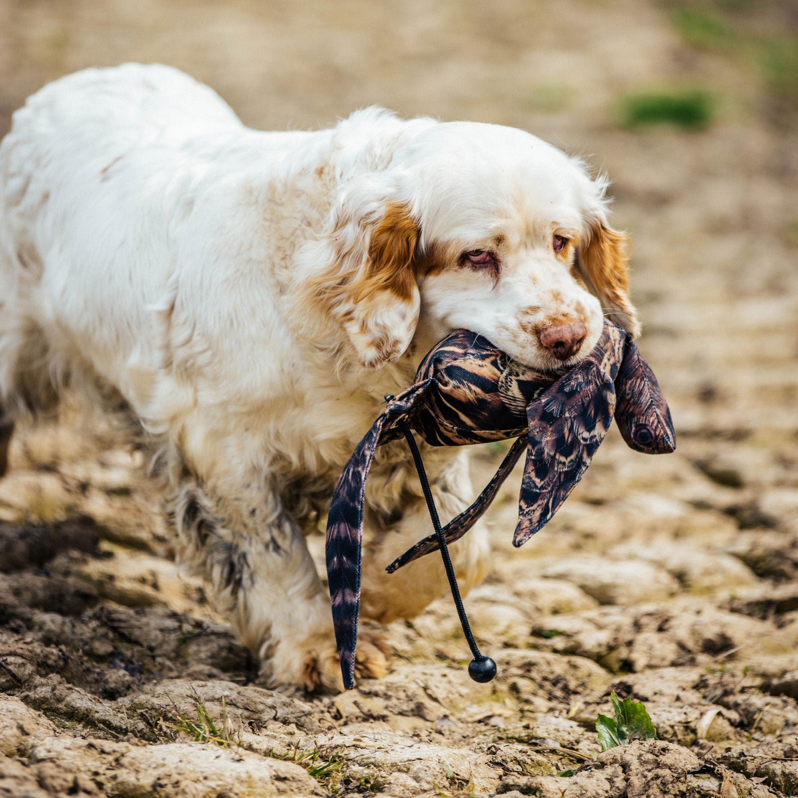 Dog & Field "dead bird" Vogelattrappe FASAN HENNE