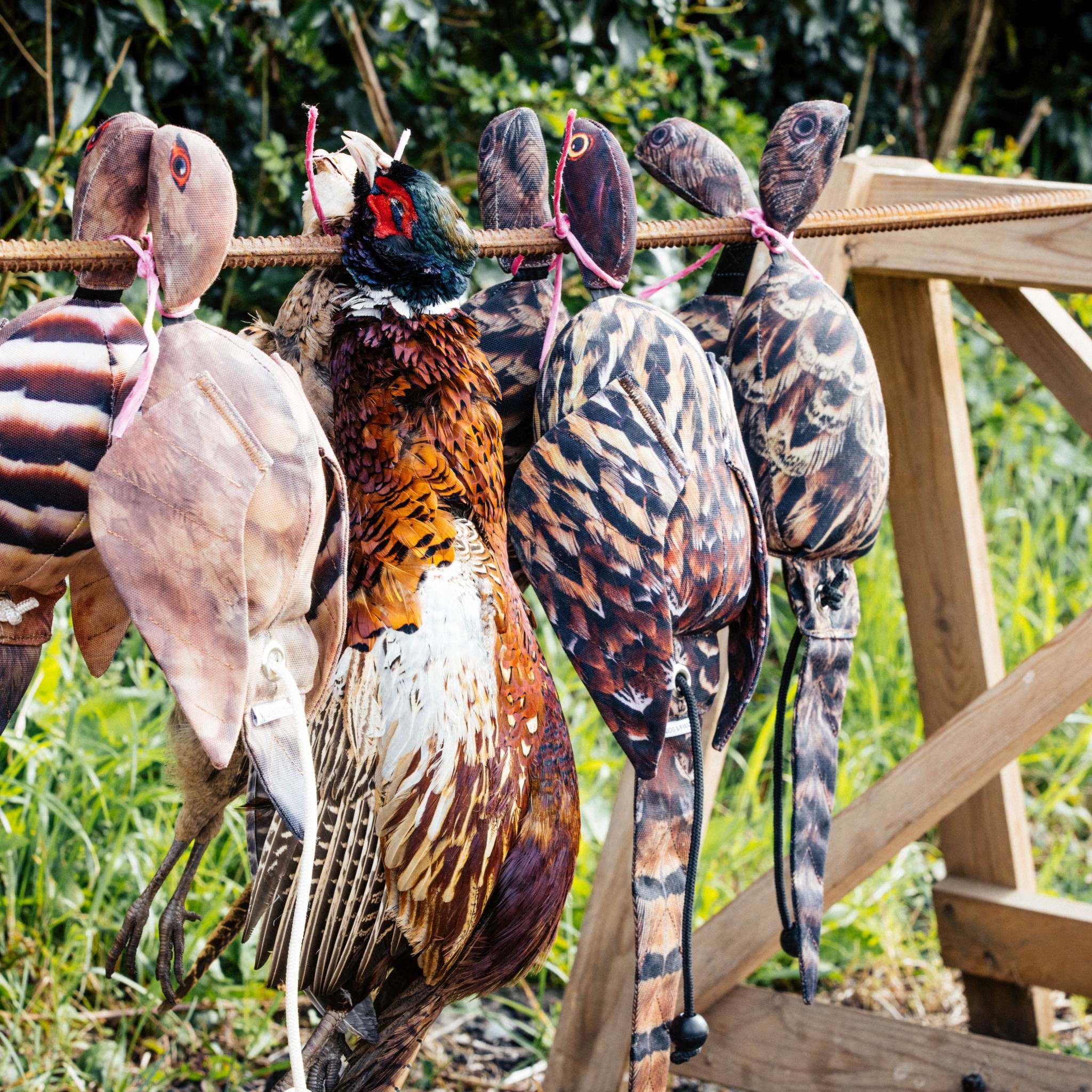 Dog & Field "dead bird" Vogelattrappe FASAN HAHN