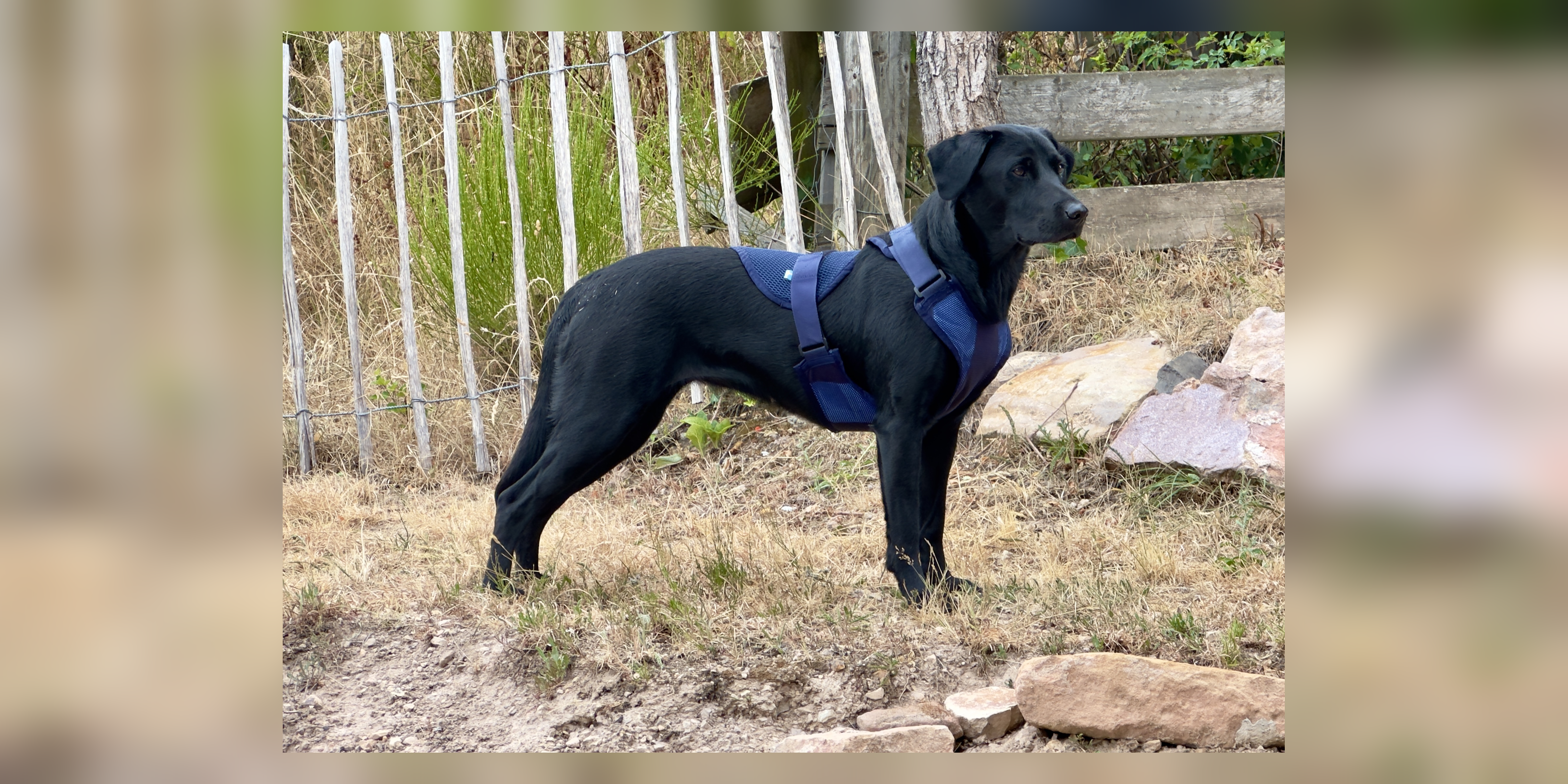 Schwarzer Labrador im Cool on Track Kühl-Hundegeschirr im Garten