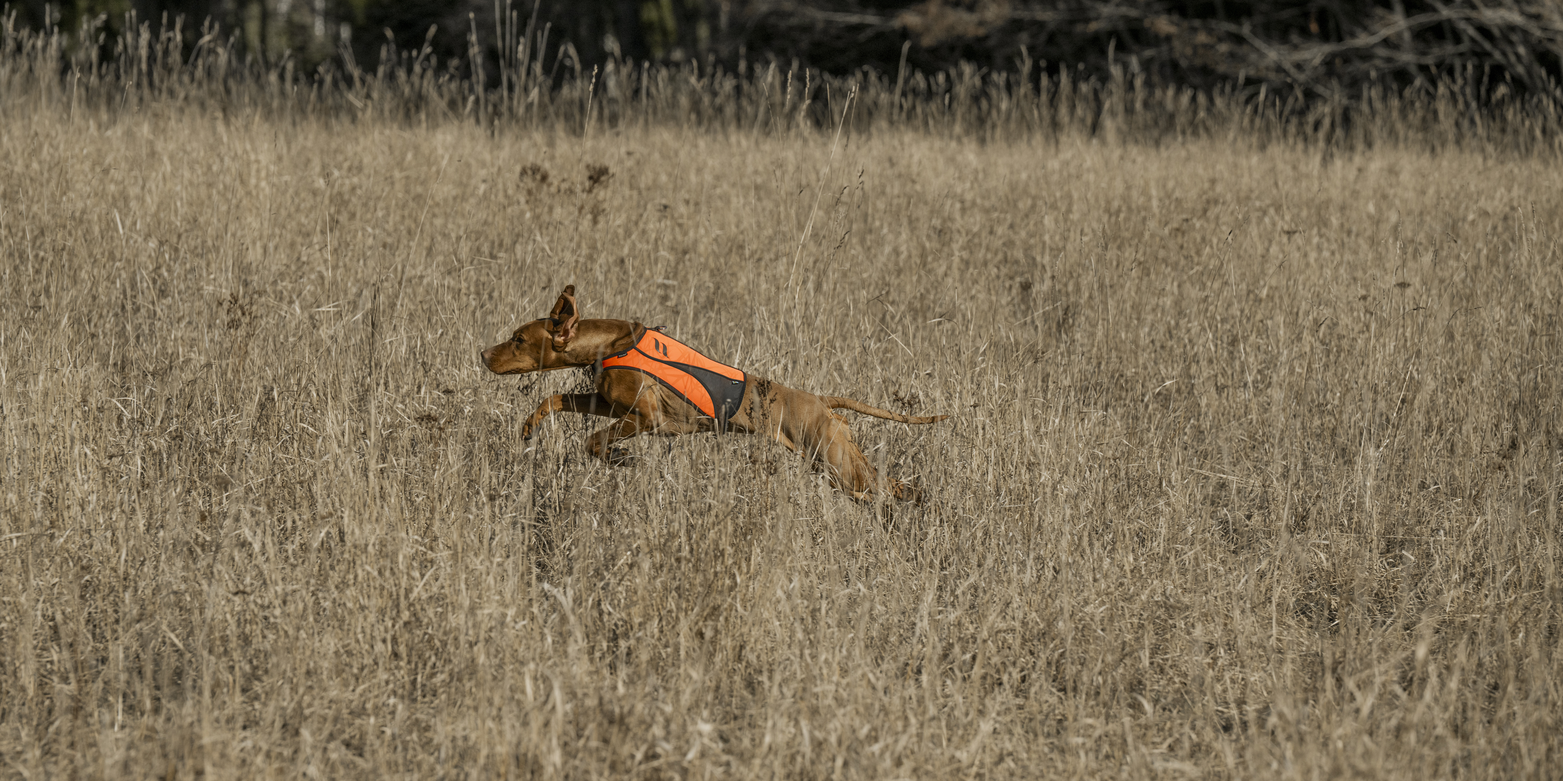 Hund im orange-schwarzen Back on Track Funktionsmantel läuft durch ein herbstliches Feld