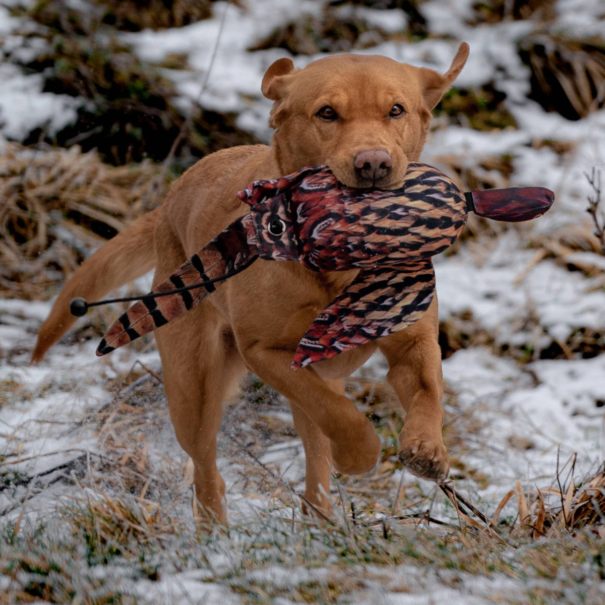 Dead-Bird-Set: Fasan Hahn von Dog & Field