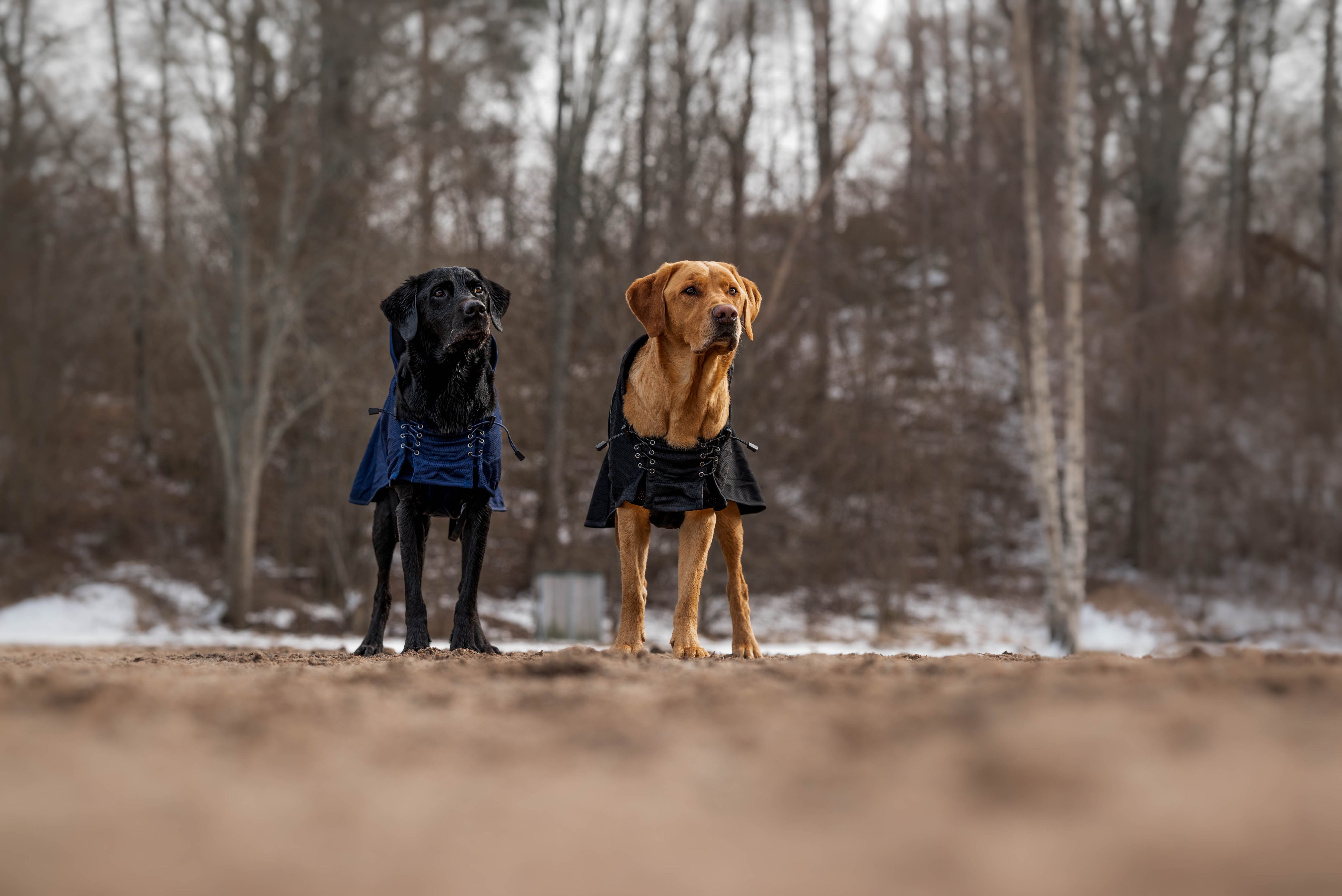 Hundemantel - Netzmantel: Der luftig, leichter Allrounder-Hundemantel