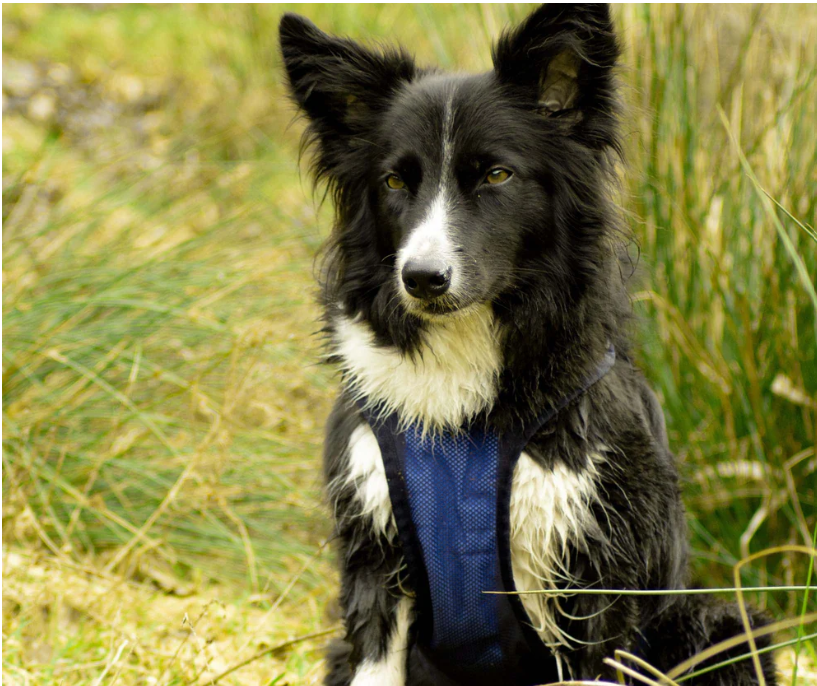 Cool on Track®️ Kühl-Hundegeschirr von Back on Track