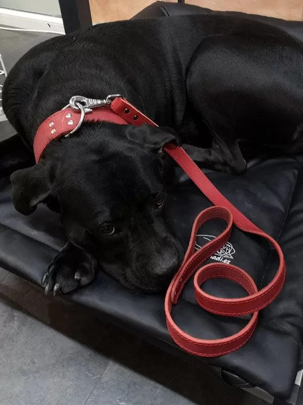 Rotes Hundehalsband, geöltes Rindsleder, von 26 bis 70 cm Halsumfang, personalisierbar